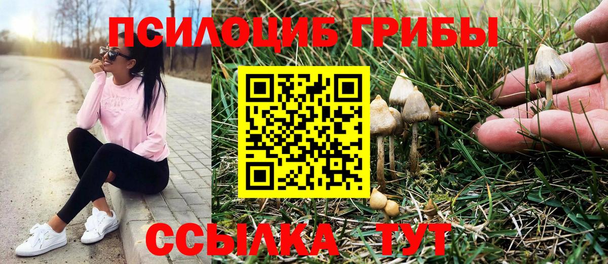 Псилоцибиновые грибы мицелий Дальнереченск